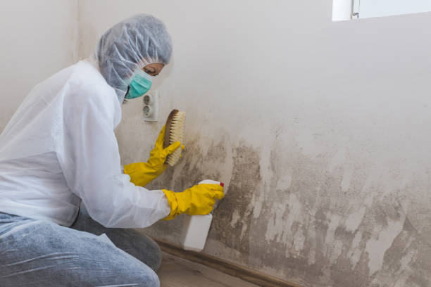 Best White Mold Remediation in Tuskegee, AL