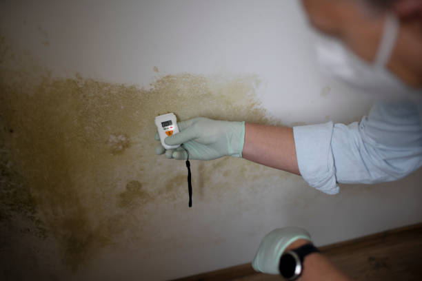 Best Basement Mold Remediation in Tuskegee, AL