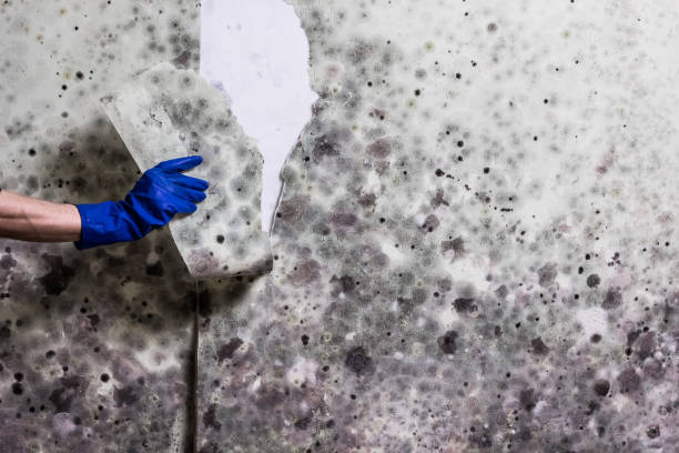 Best Black Mold Remediation in Tuskegee, AL